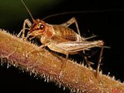 Say's Trig Cricket - Anaxipha exigua