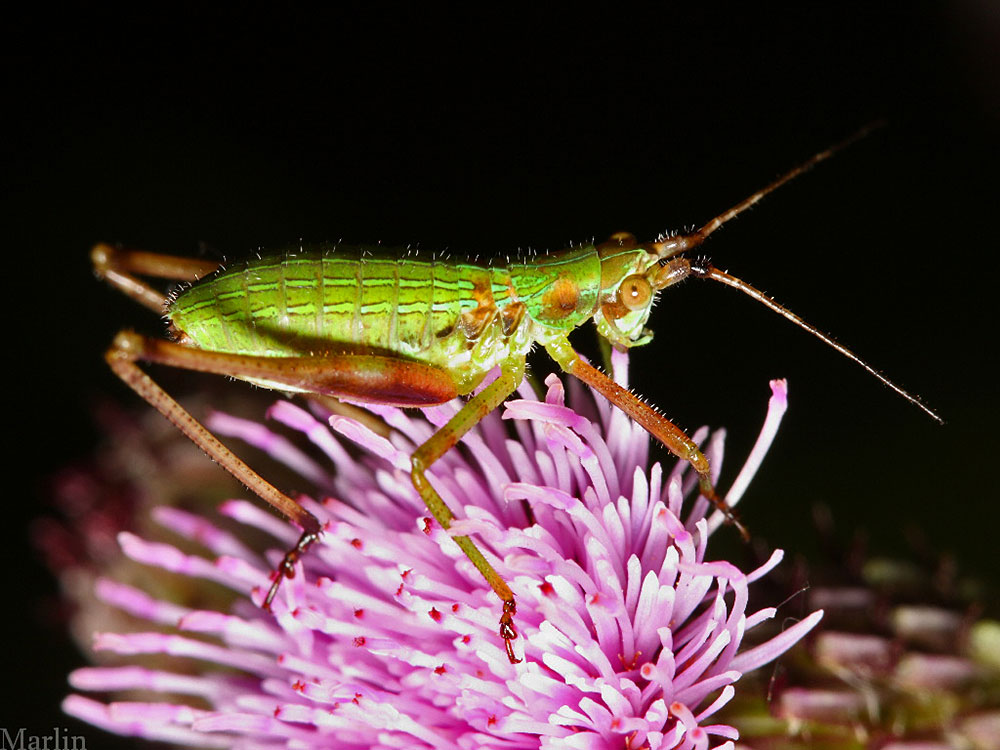 Bush Katydid Nymph