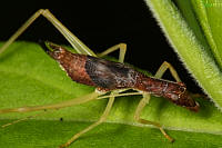 Two-Spotted Tree Cricket - Neoxabea bipunctata