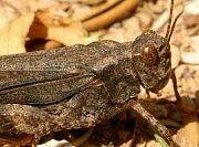 Crackling Forest Grasshopper - Trimerotropis verraculata