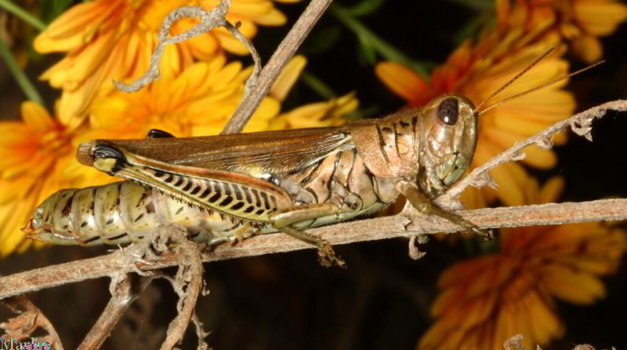 Differential Grasshopper - Melanoplus differentialis