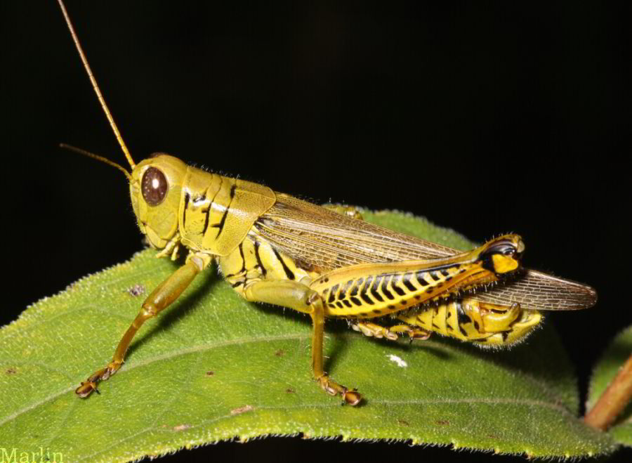 Melanoplus differentialis