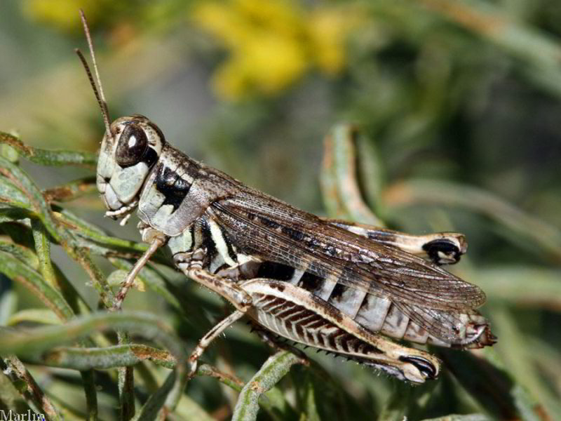 Grasshopper