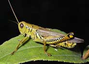 Differential Grasshopper