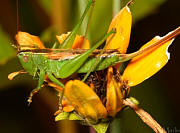 Straight-lanced katydid