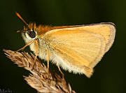 European Skipper Butterfly