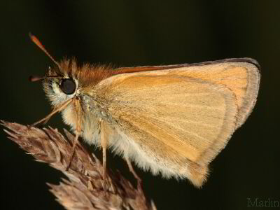 European Skipper Butterfly