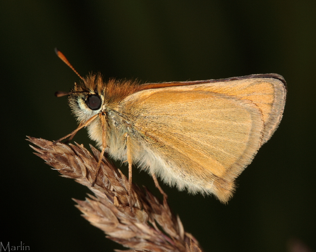 European Skipper Butterfly - Thymelicus&nbsp;lineola&nbsp;