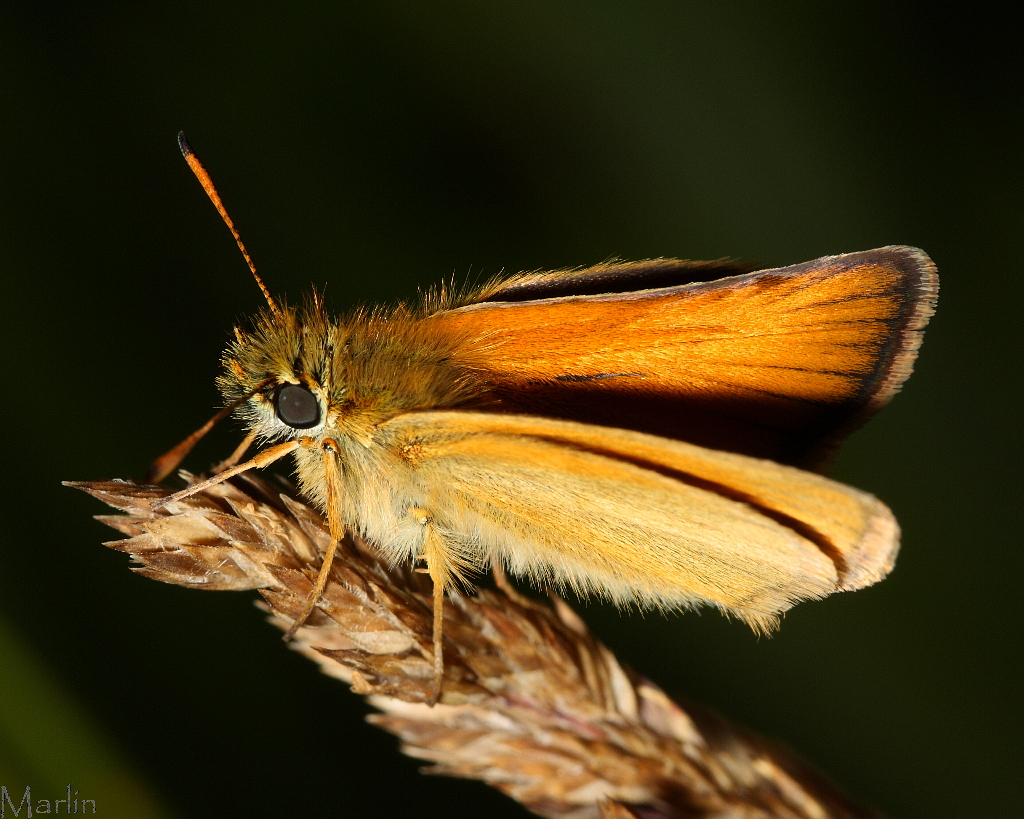 European Skipper Butterfly - Thymelicus&nbsp;lineola&nbsp;