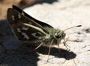 Juba Skipper - Hesperia juba Juba Skipper - Hesperia juba