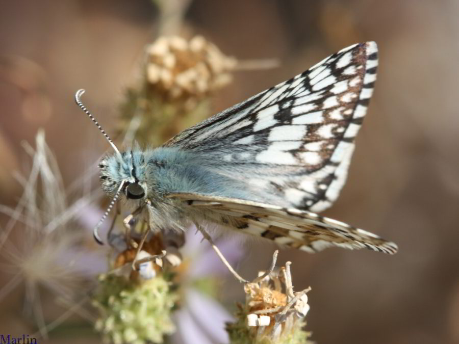 Checkered Skipper