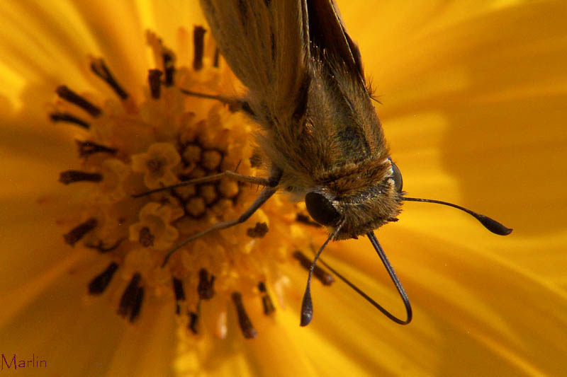 Fiery Skipper Butterfly