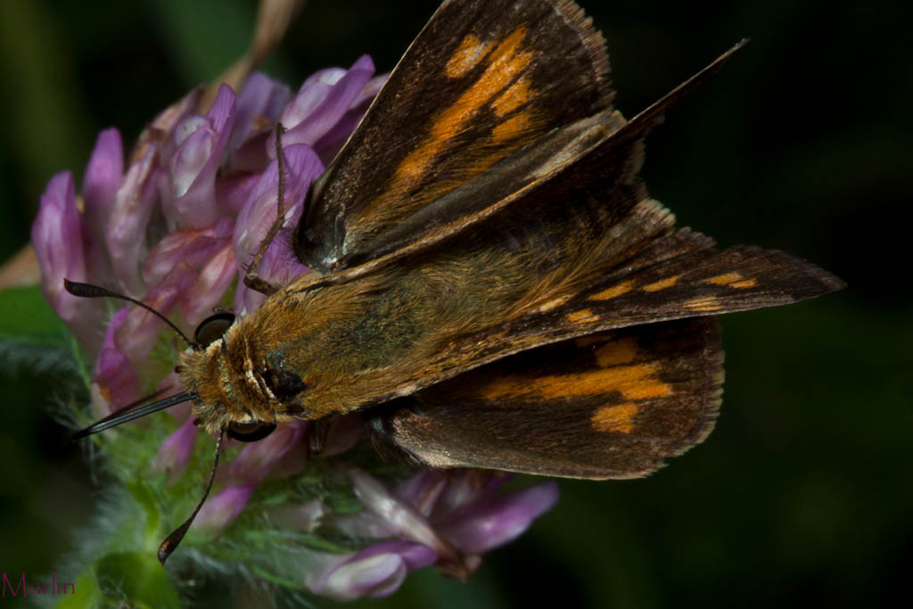 Fiery Skipper Butterfly