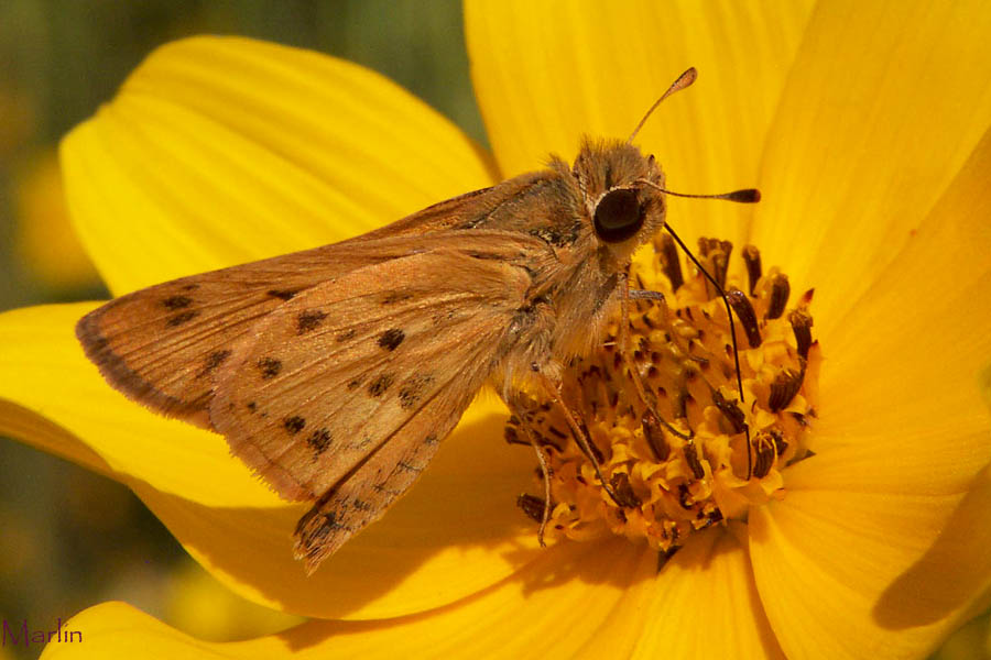 Fiery Skipper Butterfly