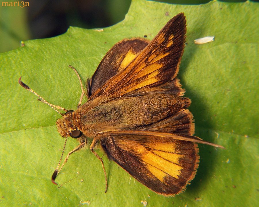 identification-photos-of-skipper-butterflies-therescipes-info