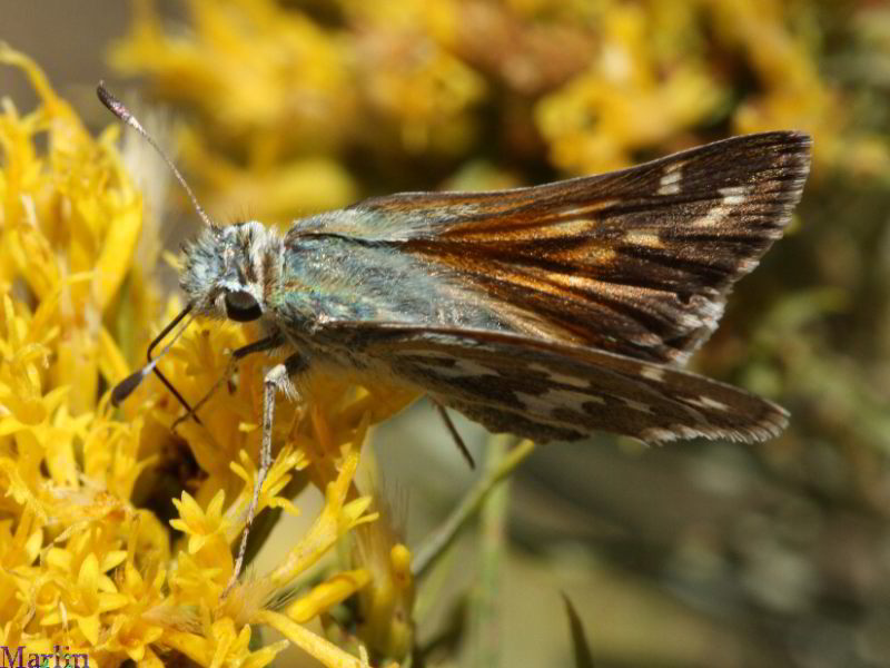 Juba Skipper