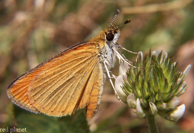 Least Skipper
