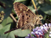Long-tailed Skipper