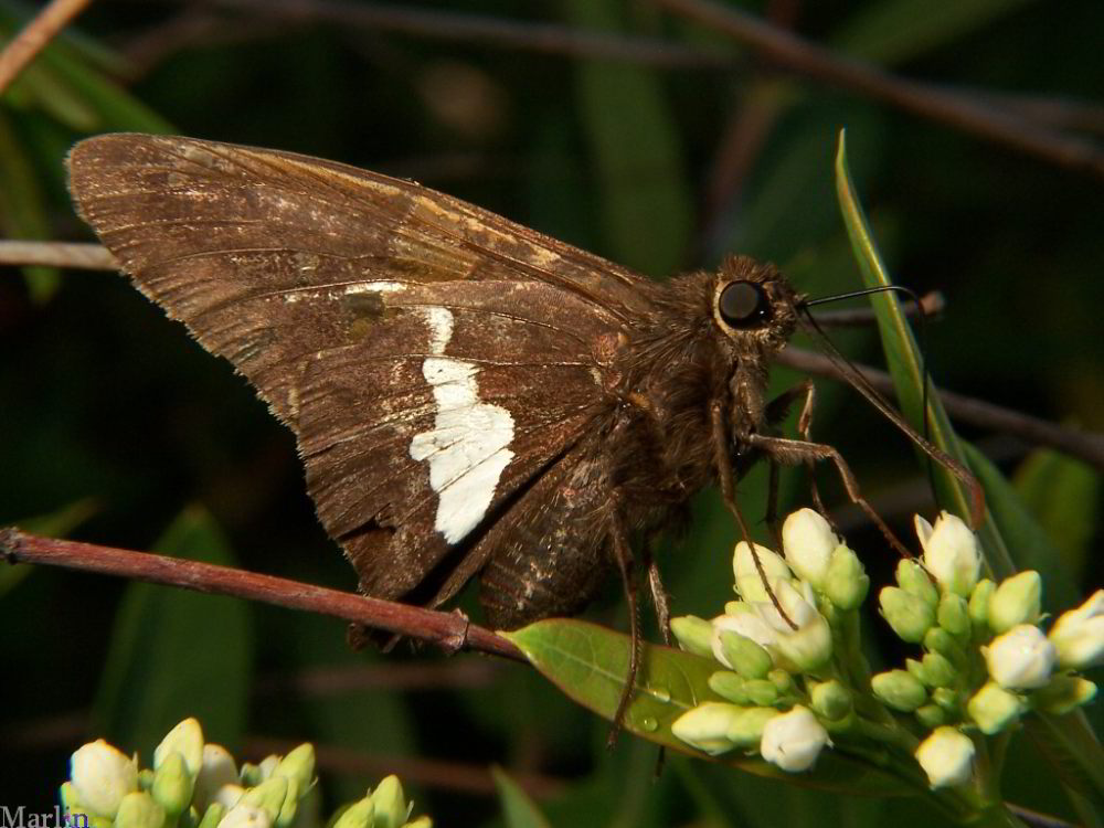 Silver-Spotted Skipper Butterfly - Epargyreus clarus