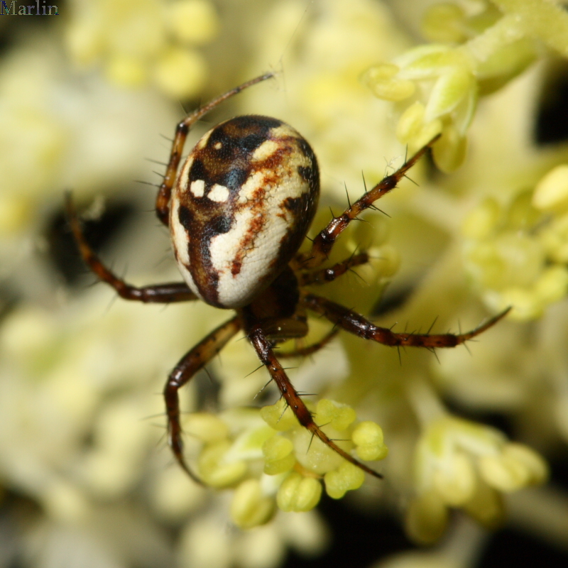 Orb Weaver Spider - Mangora placida