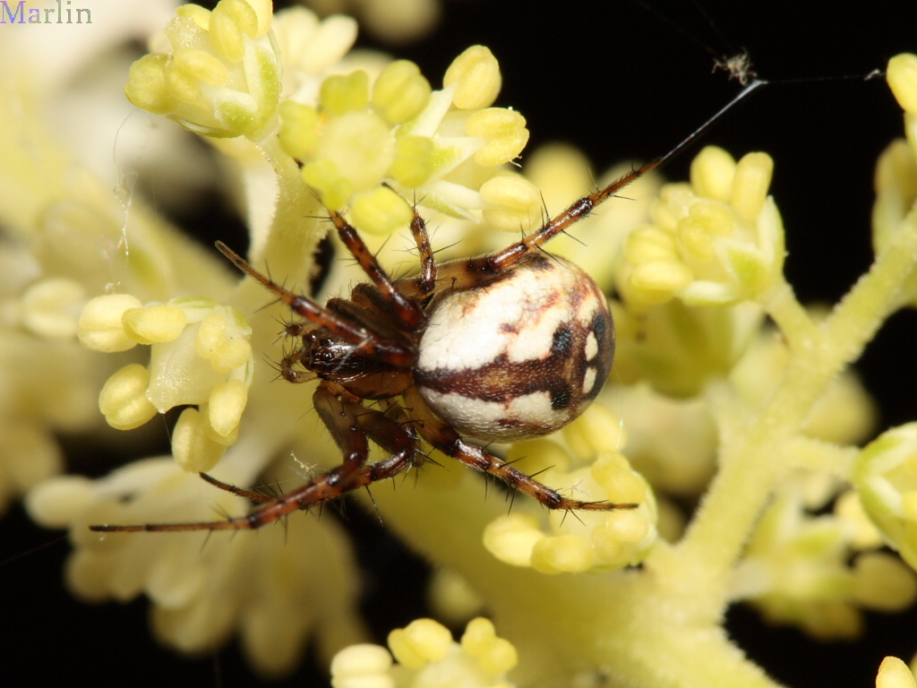 Orb Weaver Spider - Mangora placida