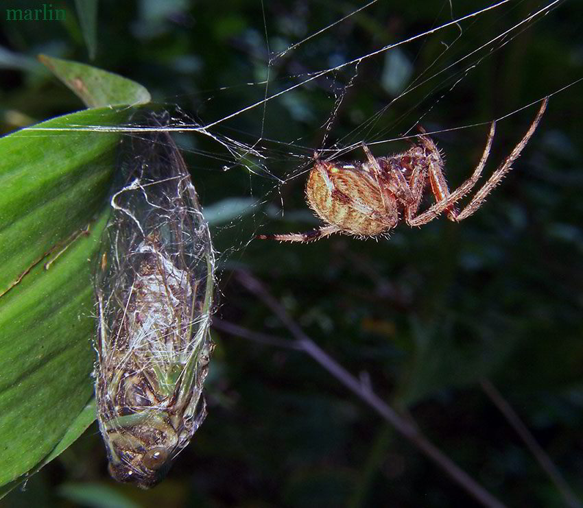 Neoscona crucifera