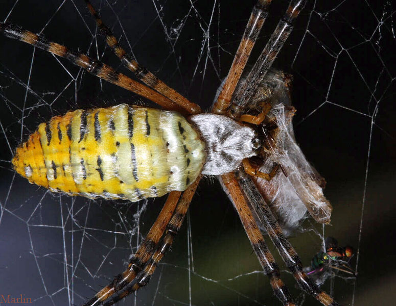 Banded Garden Spider