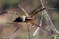 image: funnel weaver spider