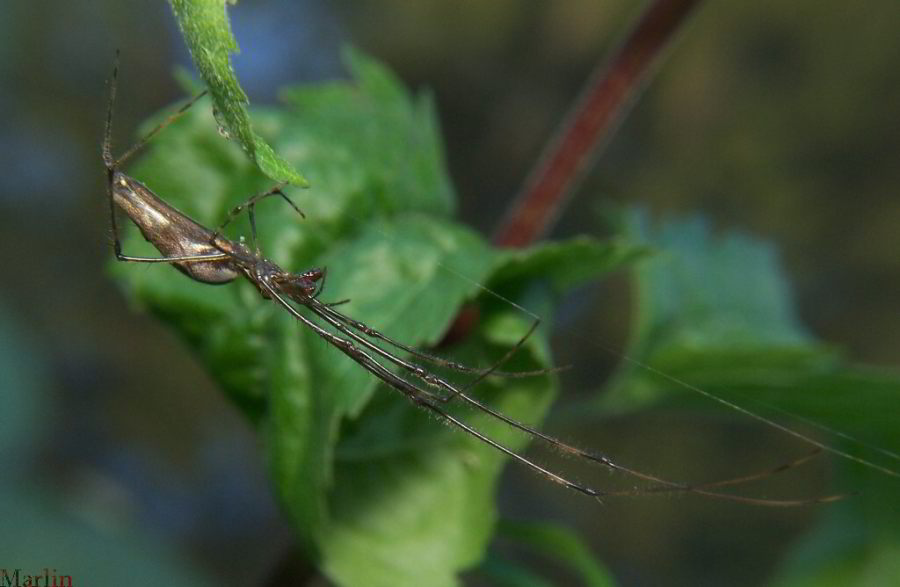 Tetragnathid  Spider