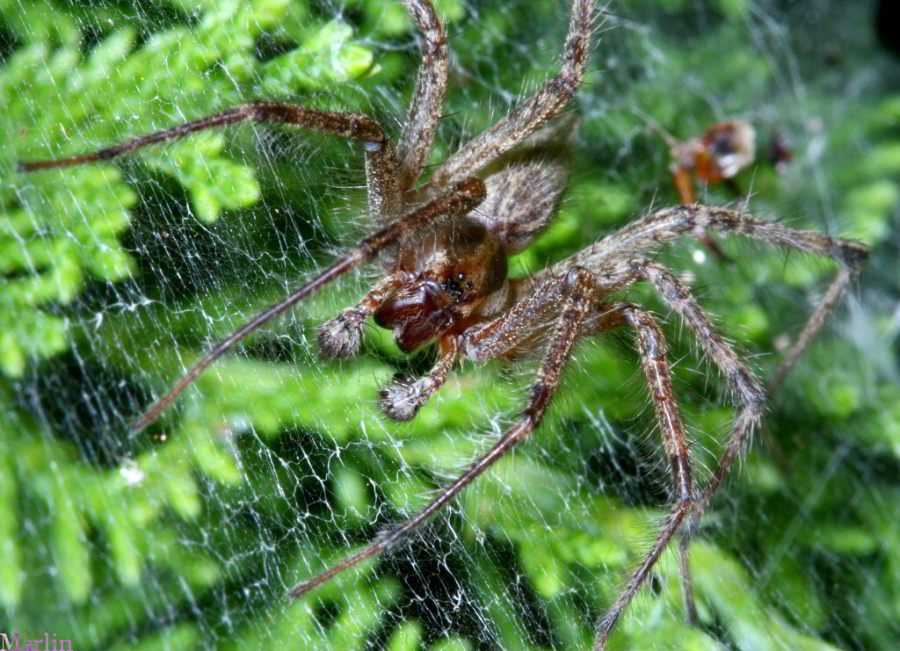 Grass Spider
