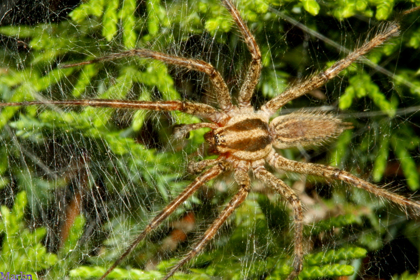 Funnel  Web Weaver Spider - Agelenopsis sp