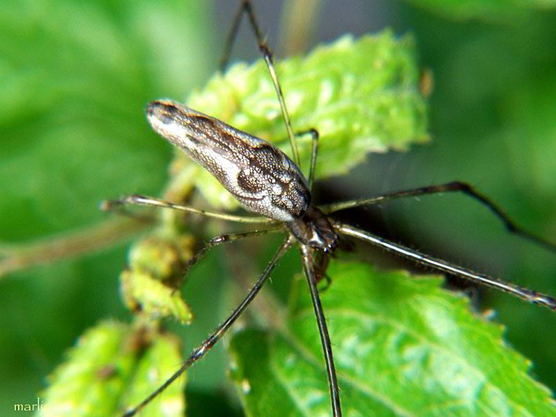 Female Tetragnathid Spider