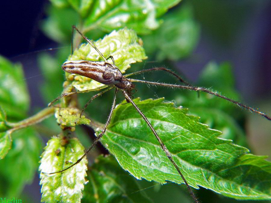 Tetragnathid  Spider - Dorsal View