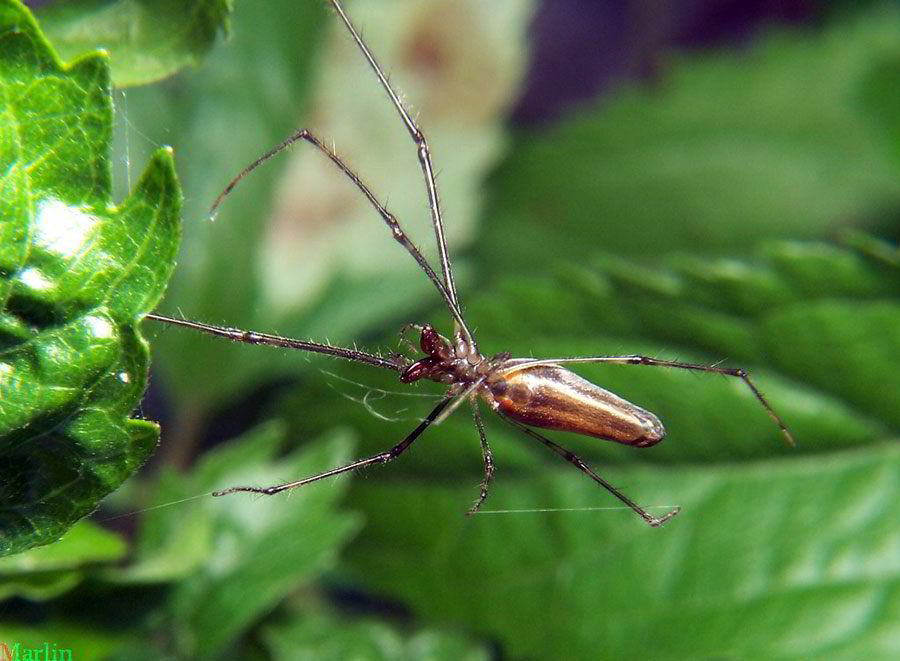 Tetragnathid  Spider - Ventral View