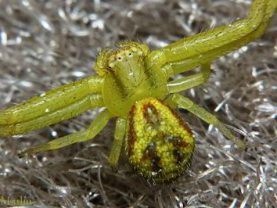 Crab spider