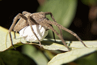 Nursery Web Spider