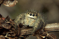 Phidippus princeps