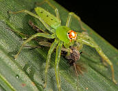 Lyssomanes viridis