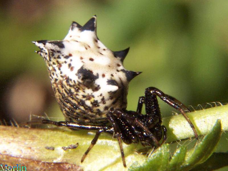Spined Micrathena Spider - Micrathena gracilis