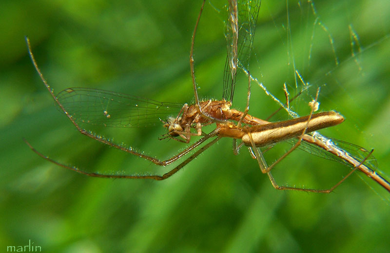 Spider with Damselfly Prey