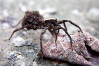 wolf spider carries hatchlings