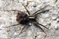 wolf spider female
