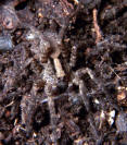 wolf spider camouflage