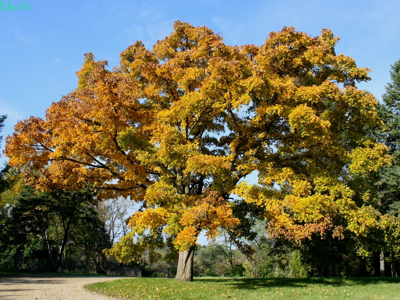 Miyabe Maple resplendent in butter yellow fall foliage