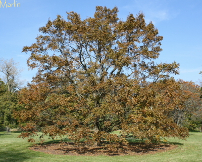 Miyabe Maple Fall Colors