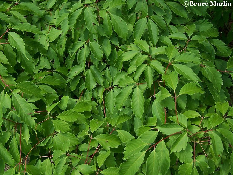 color photo Ivy-Leaved Maple foliage