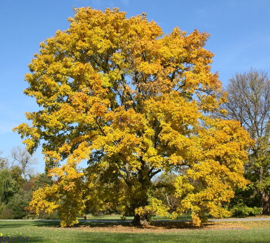 Miyabe Maple in fall colors