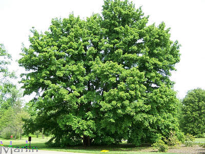 Miyabe Maple Habit