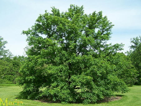 Miyabe Maple Habit