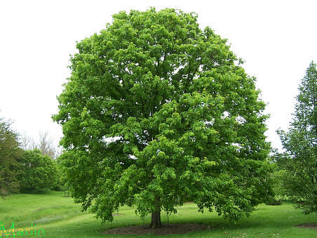 Miyabe Maple Habit